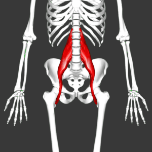 640px-Psoas_major_muscle11