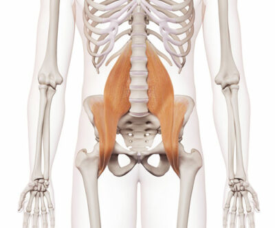 músculo del psoas músculo del psoas