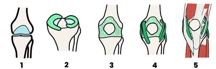 Anatomía de una articulación