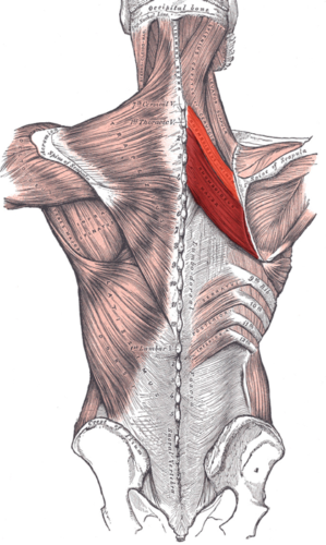 Músculos romboides Músculos romboides