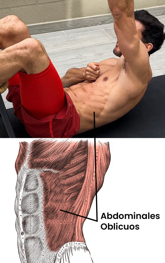 Abdominales oblicuos