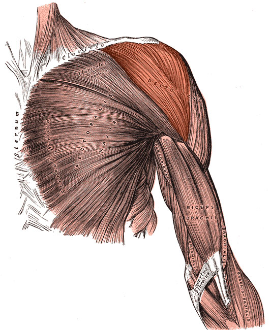 Musculo deltoides anterior