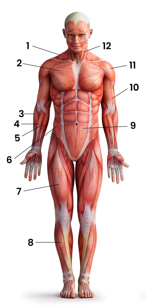 Anatomía y músculos del cuerpo Anatomía y músculos del cuerpo