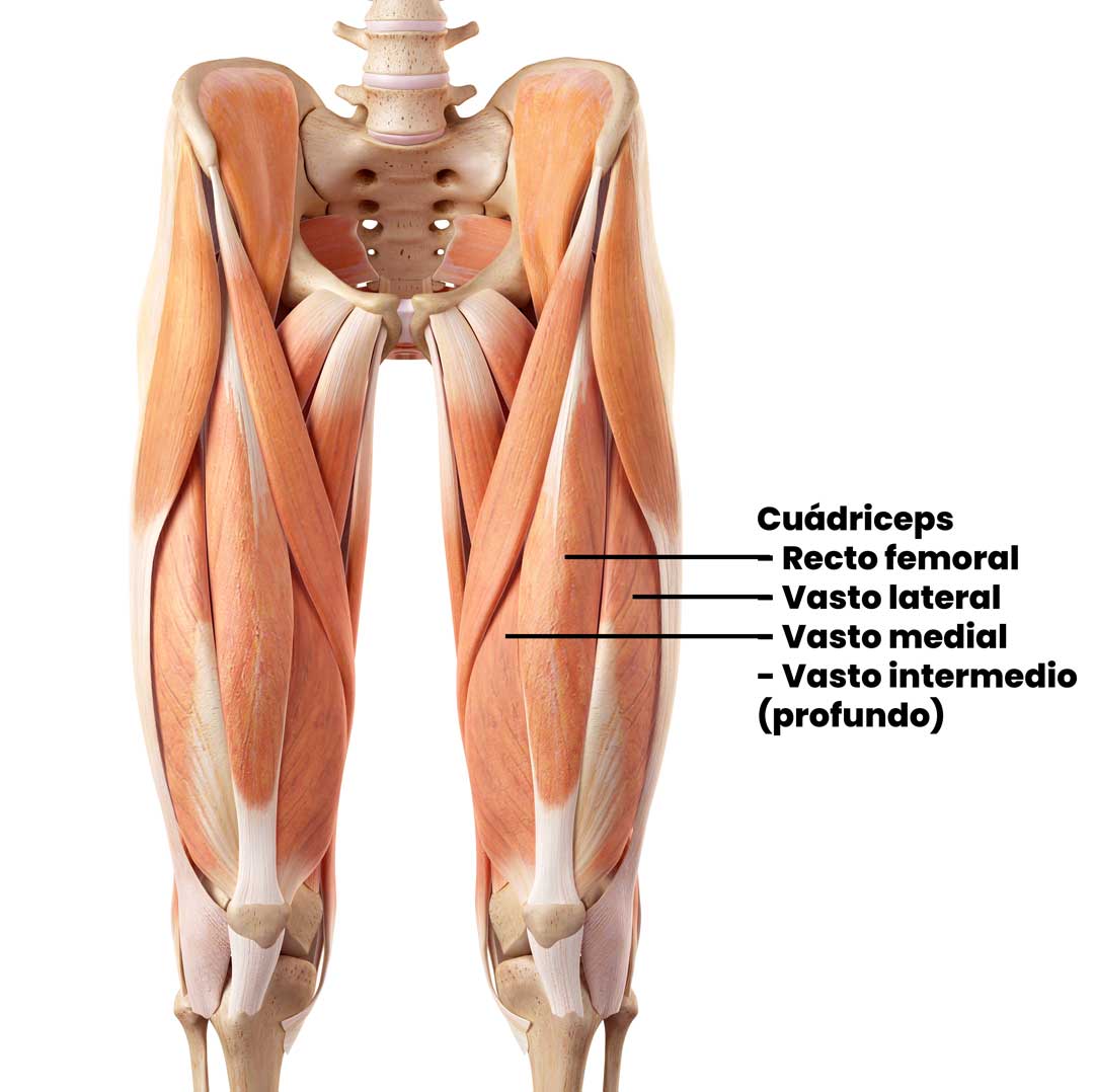 Músculos trabajados en la sentadilla libre con barra: Cuádriceps Músculos trabajados en la sentadilla libre con barra: Cuádriceps