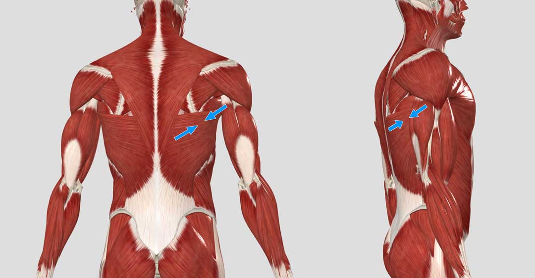 Músculo dorsal ancho Músculo dorsal ancho