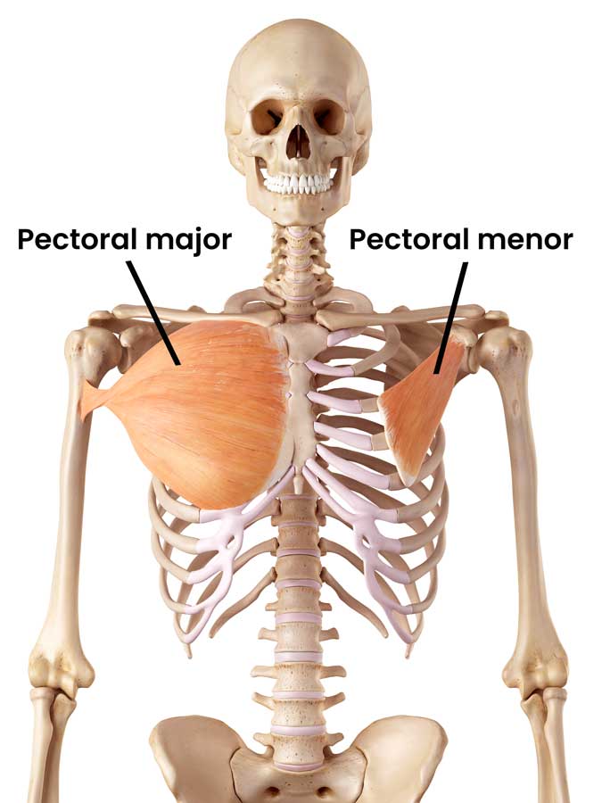 Músculos pectorales