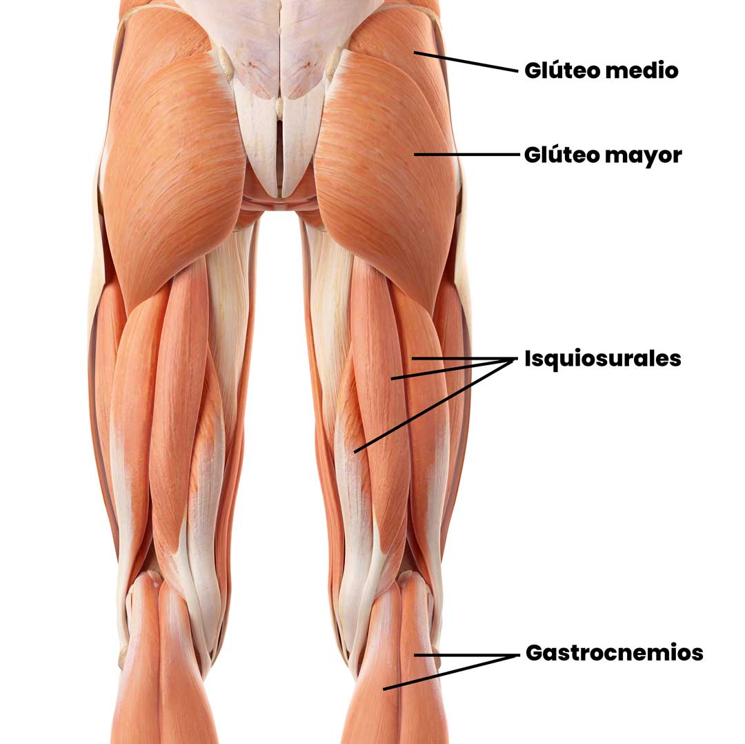 Isquiosurales y glúteos