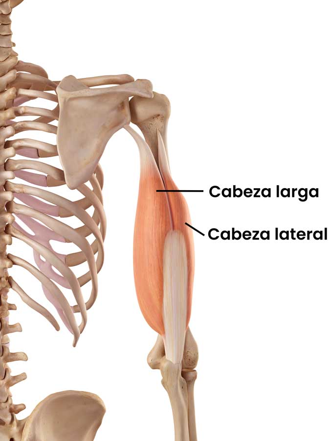Músculo tríceps braquial Músculo tríceps braquial